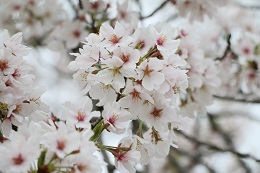 田川さくら堤 03.30 (1) 田川さくら堤 03.30 (1)