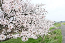 田川さくら堤 03.30 (2) 田川さくら堤 03.30 (2)