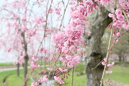 水環境神主公園 03.30 (1) 水環境神主公園 03.30 (1)