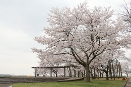 蓼沼親水公園 03.30 (2)