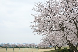 桃畑緑地公園 03.30 (2)