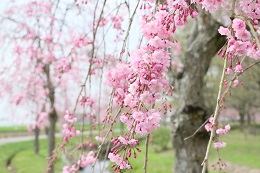 水環境神主公園 03.30 (1)