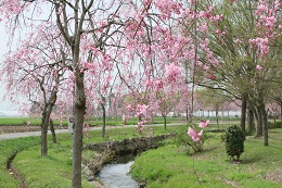 水環境神主公園 03.30 (2)