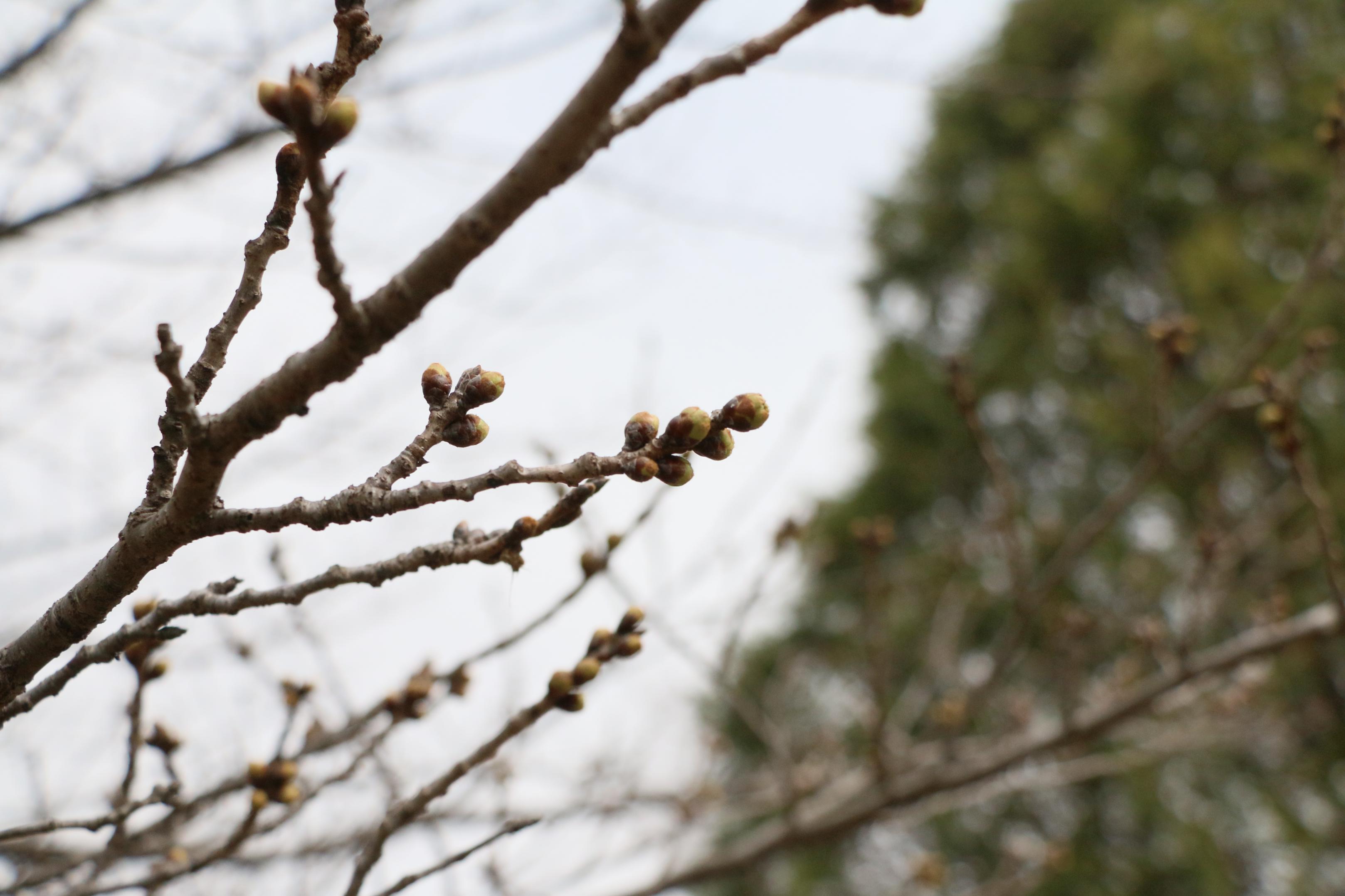 しらさぎ公園3.17