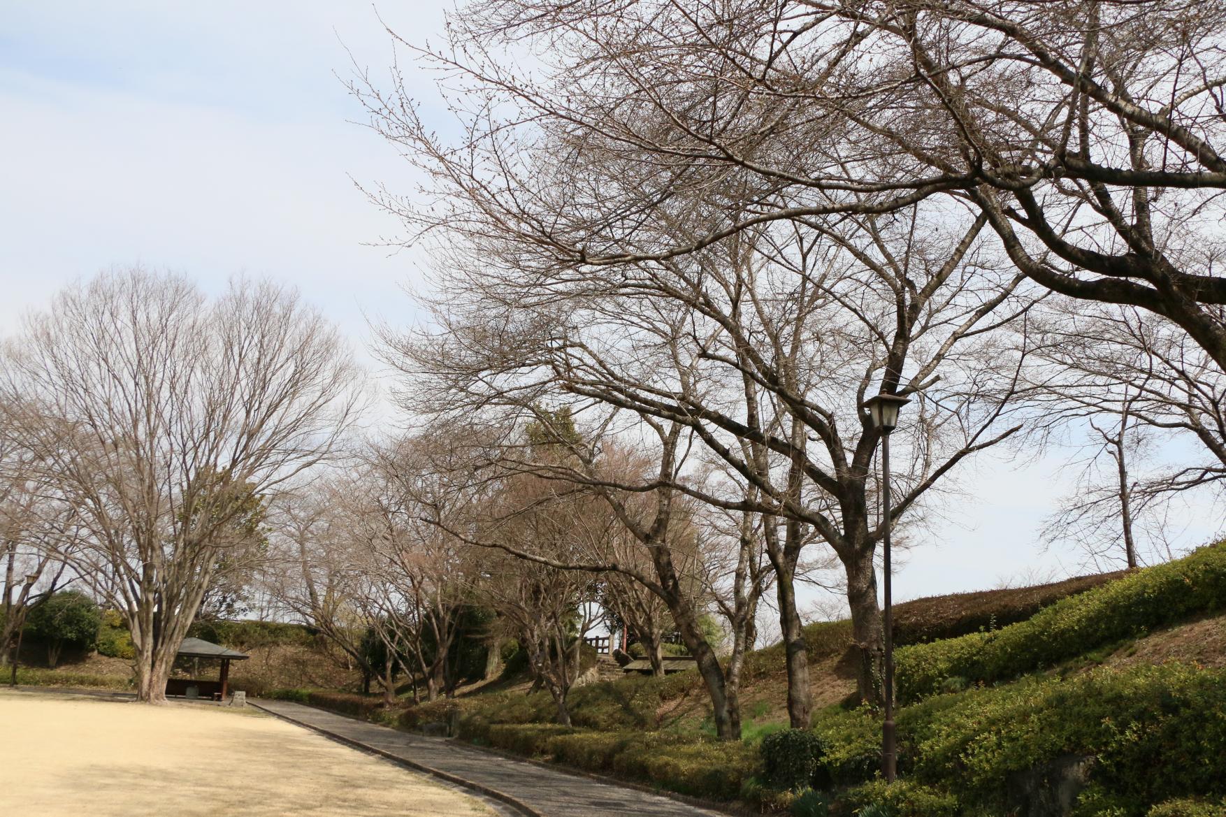 城址公園3.17