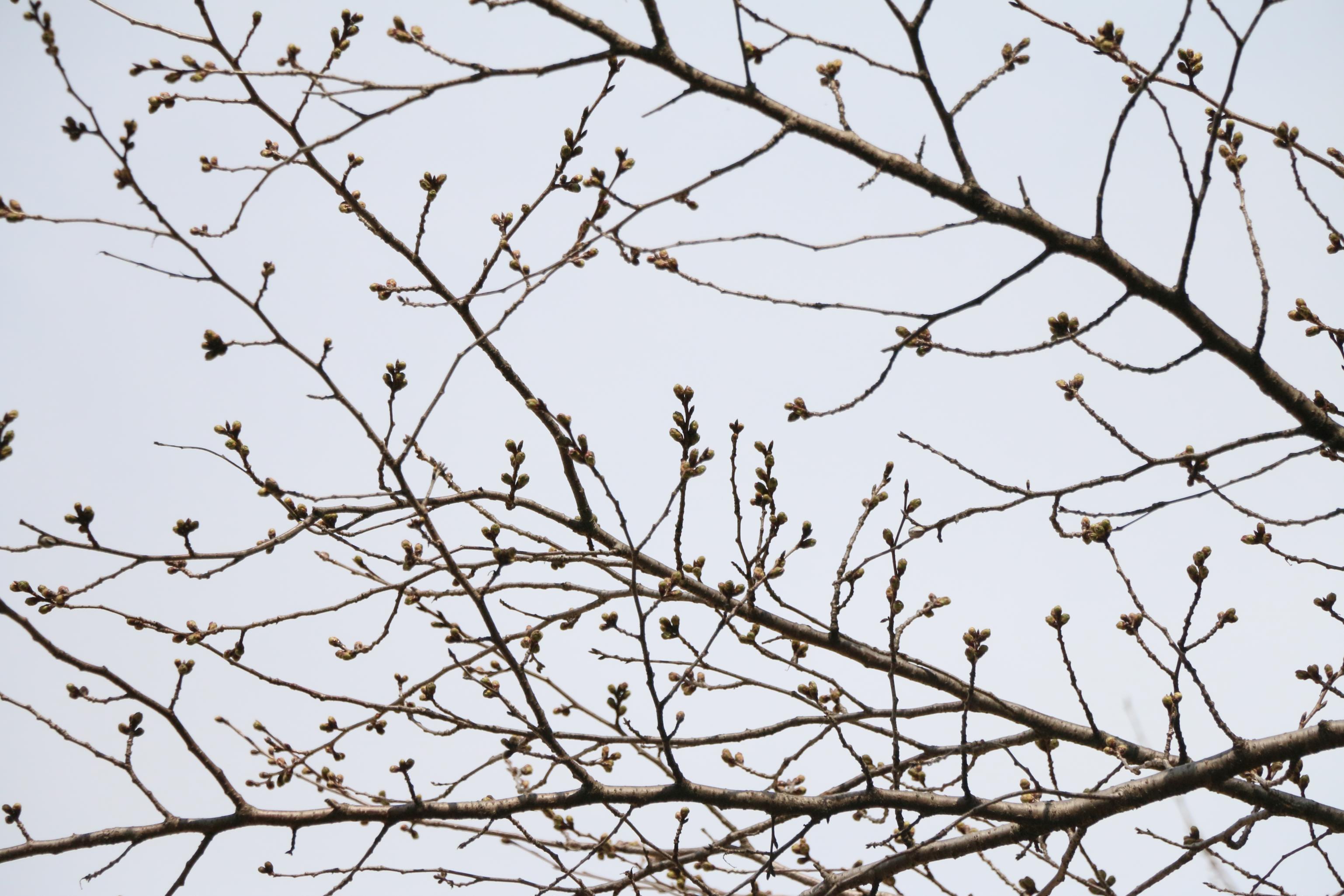 城址公園3.17 城址公園3.17