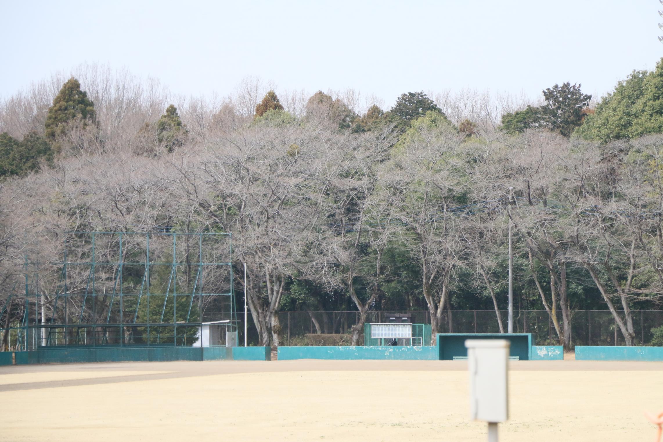 富士山公園3.17 富士山公園3.17
