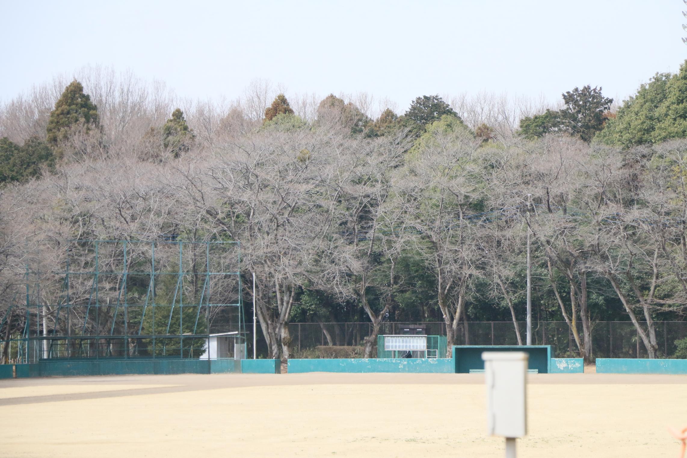 富士山公園3.17