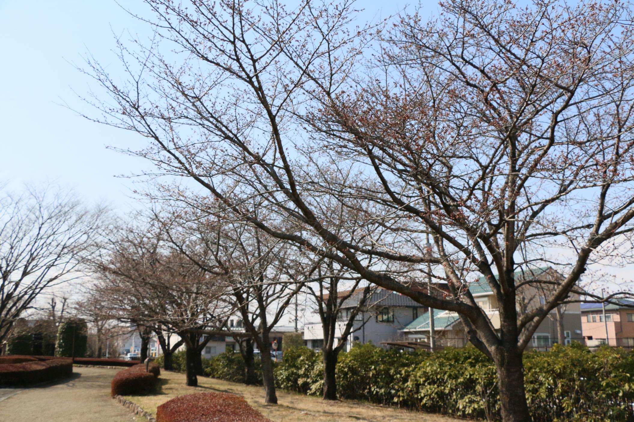 しらさぎ(4) しらさぎ(4)