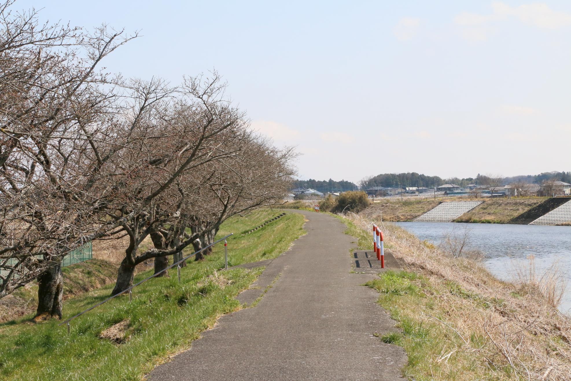 田川さくら堤 03.14 田川さくら堤 03.14