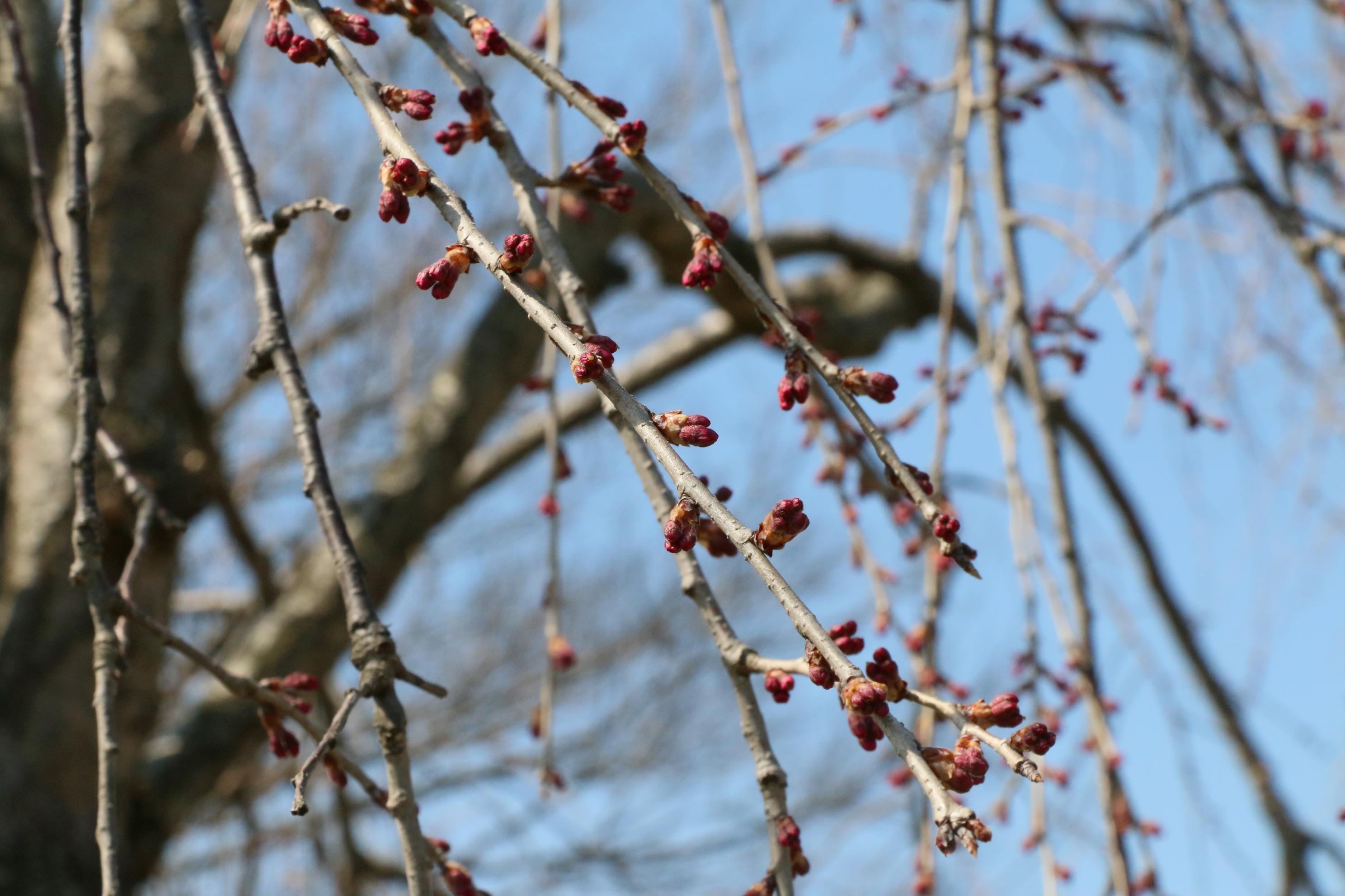 水環境神主公園 03.26 (2) 水環境神主公園 03.26 (2)