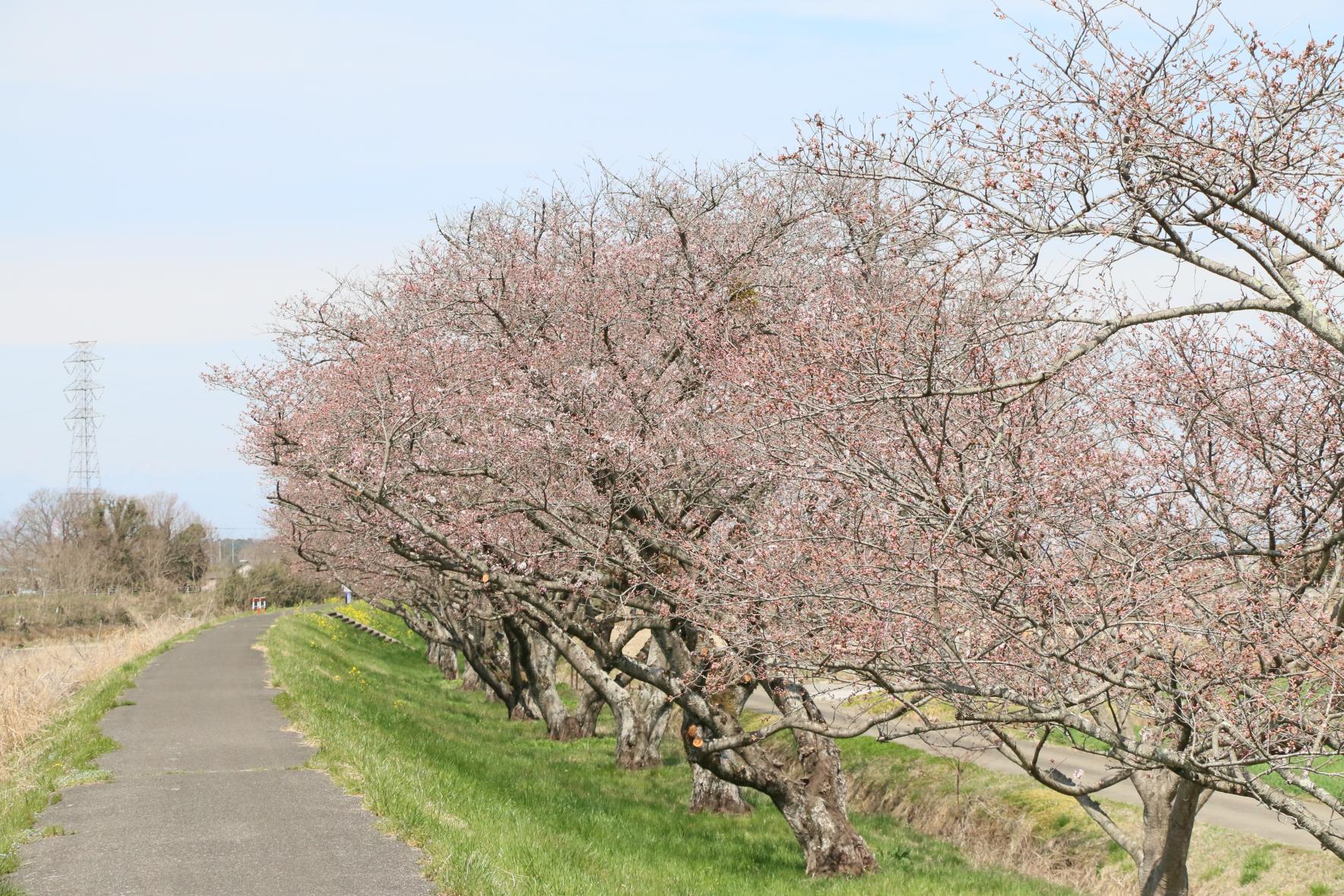 田川(1) 田川(1)