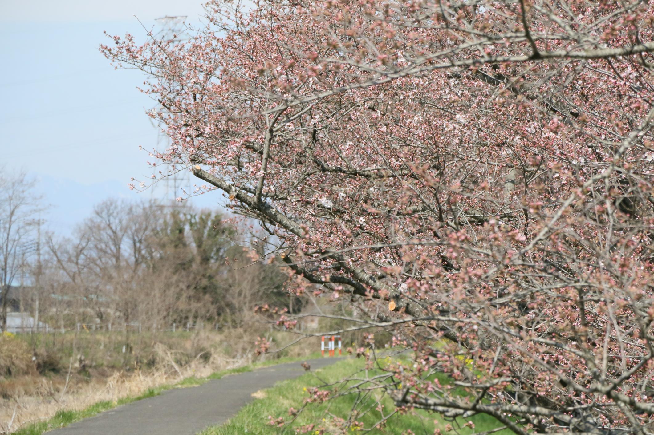田川(2) 田川(2)