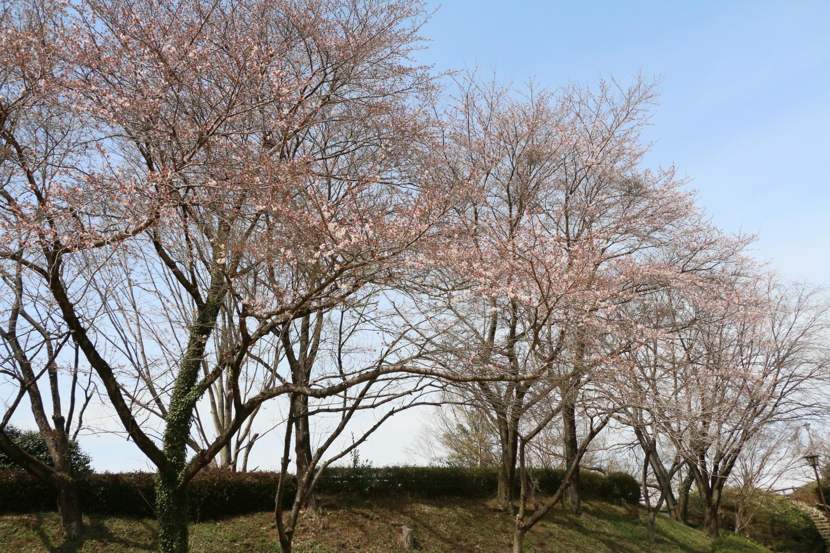 城址(1) 城址(1)