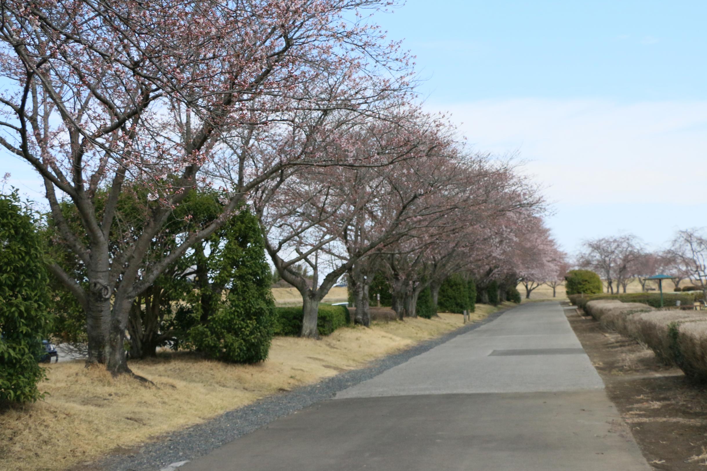 桃畑緑地公園 桃畑緑地公園