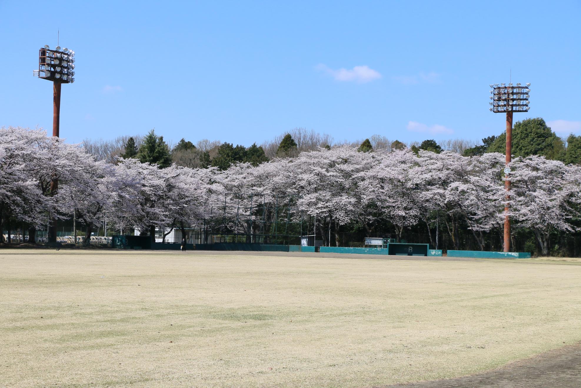 富士山公園