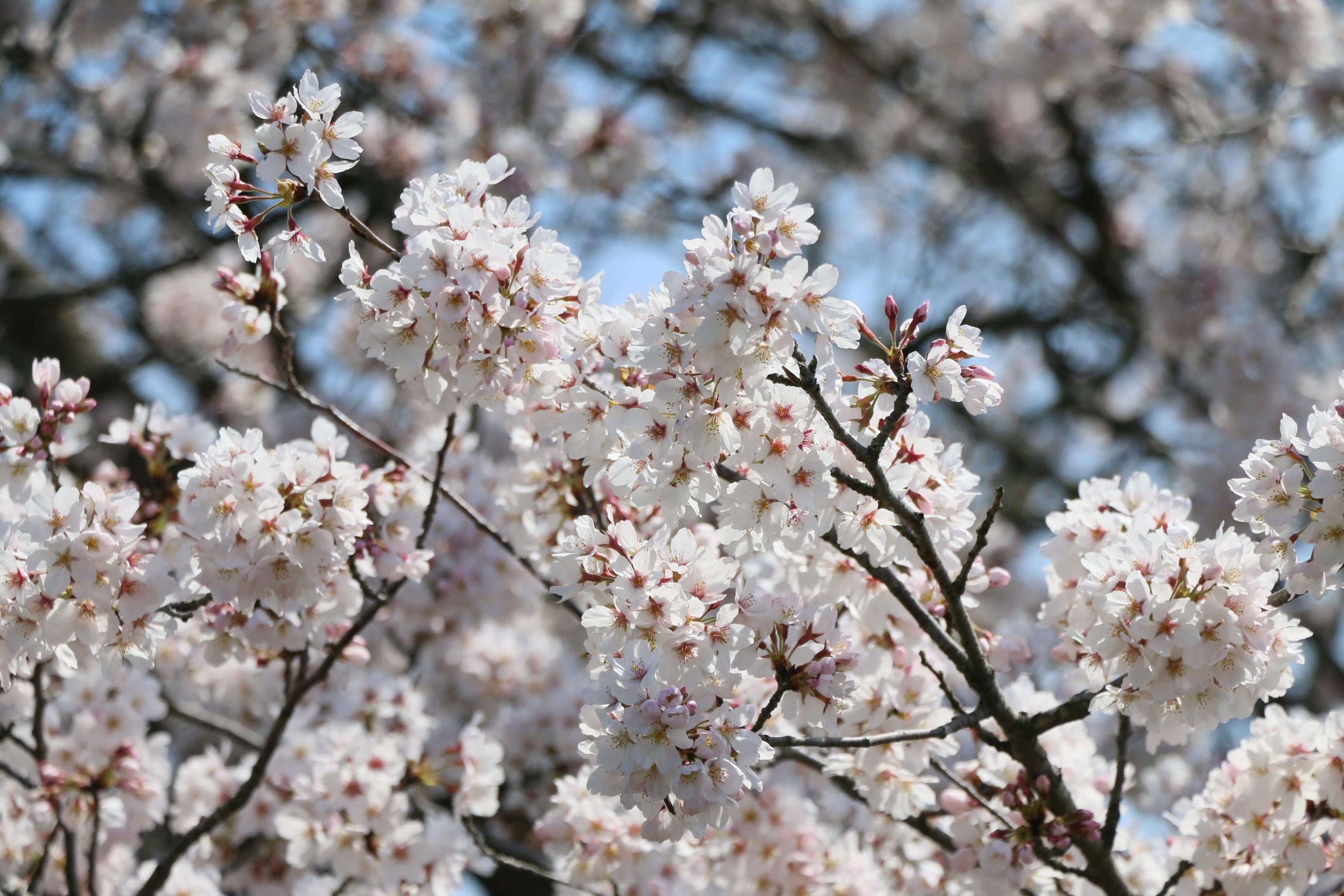 田川