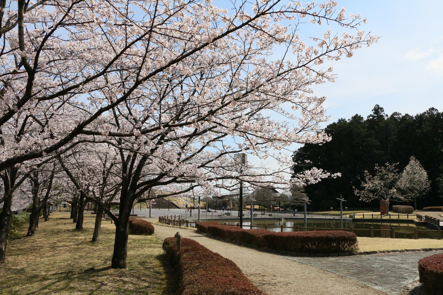 しらさぎ(1) しらさぎ(1)