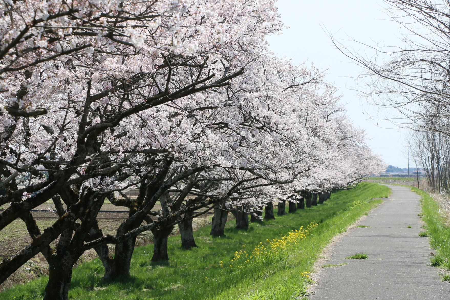 田川(1) 田川(1)