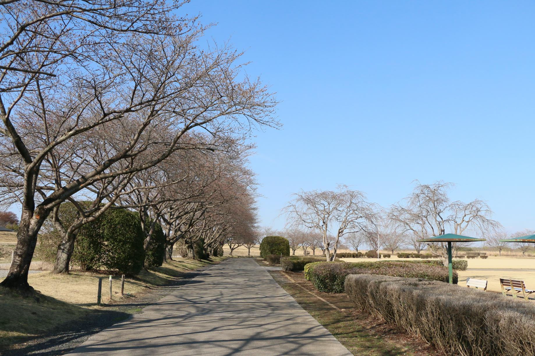 桃畑緑地公園