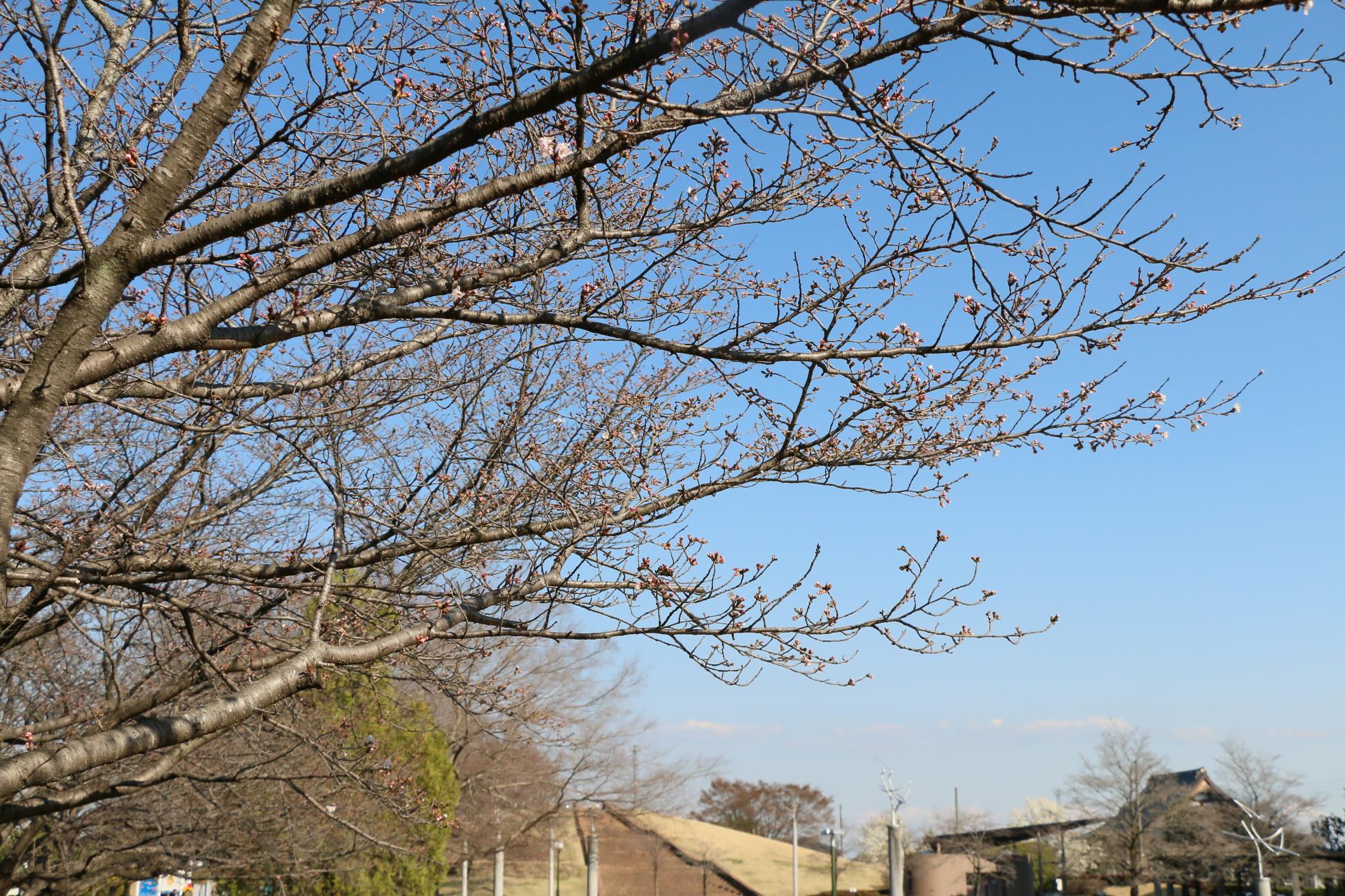 しらさぎ公園 しらさぎ公園