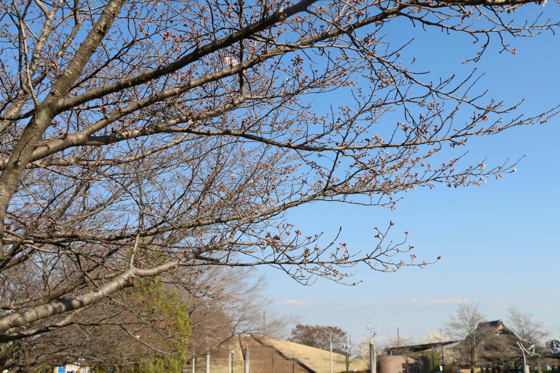 しらさぎ公園