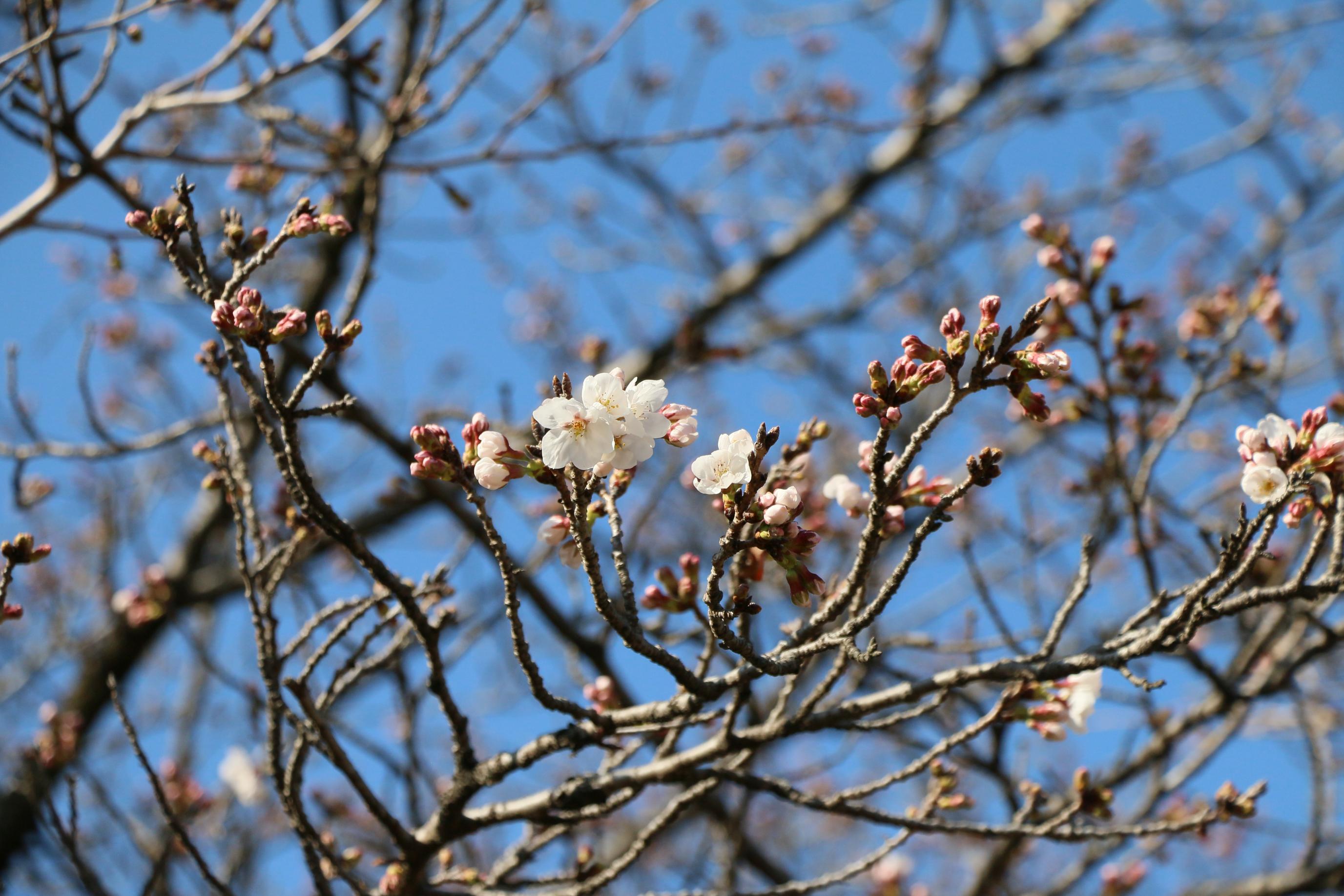 しらさぎ公園