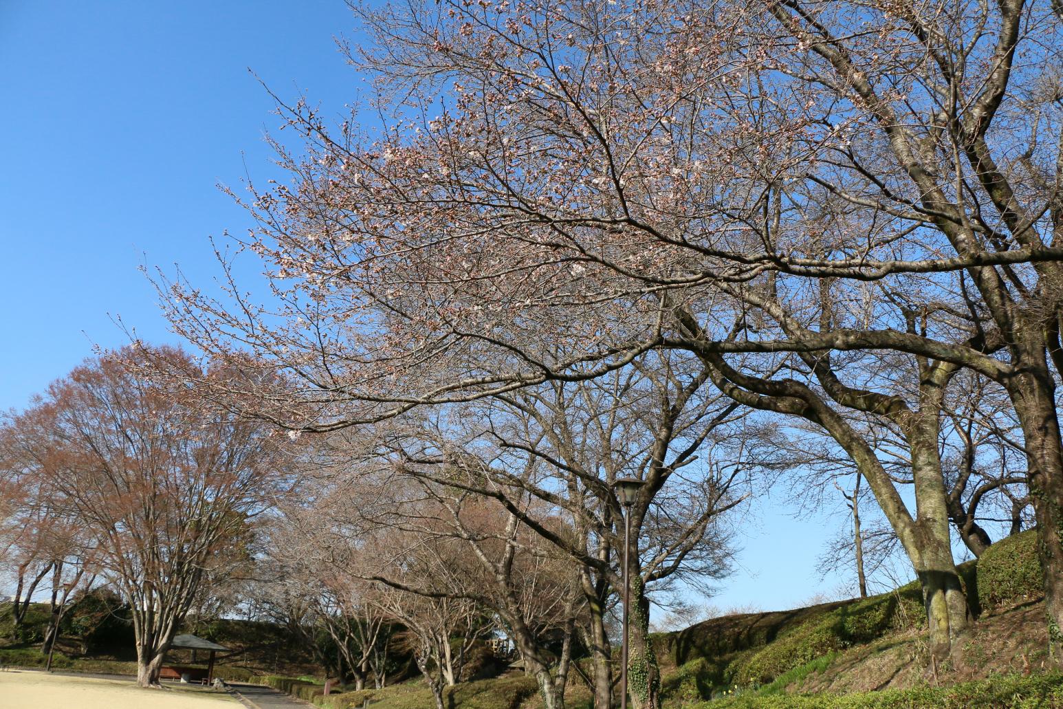 城址公園 城址公園