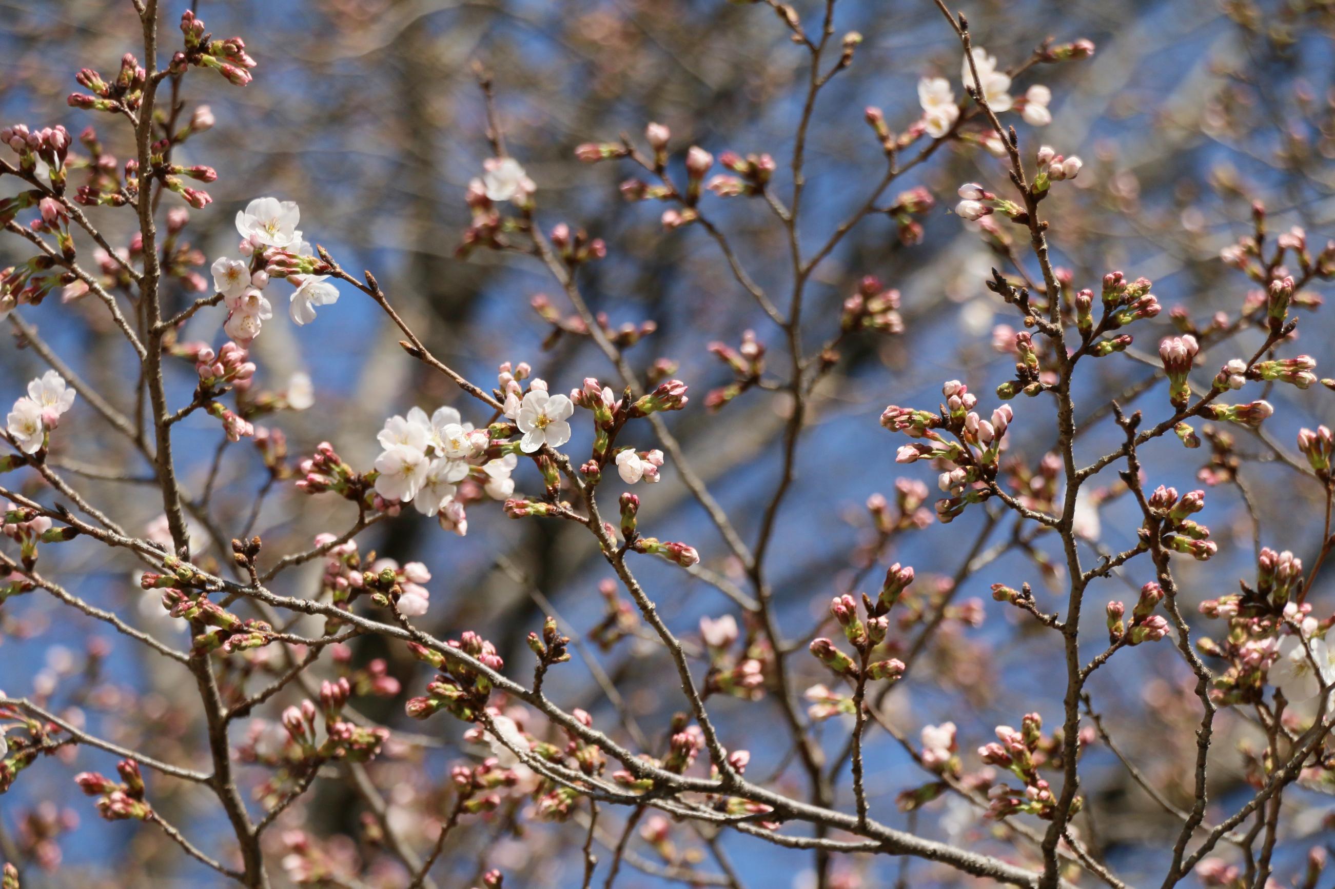 城址公園 城址公園