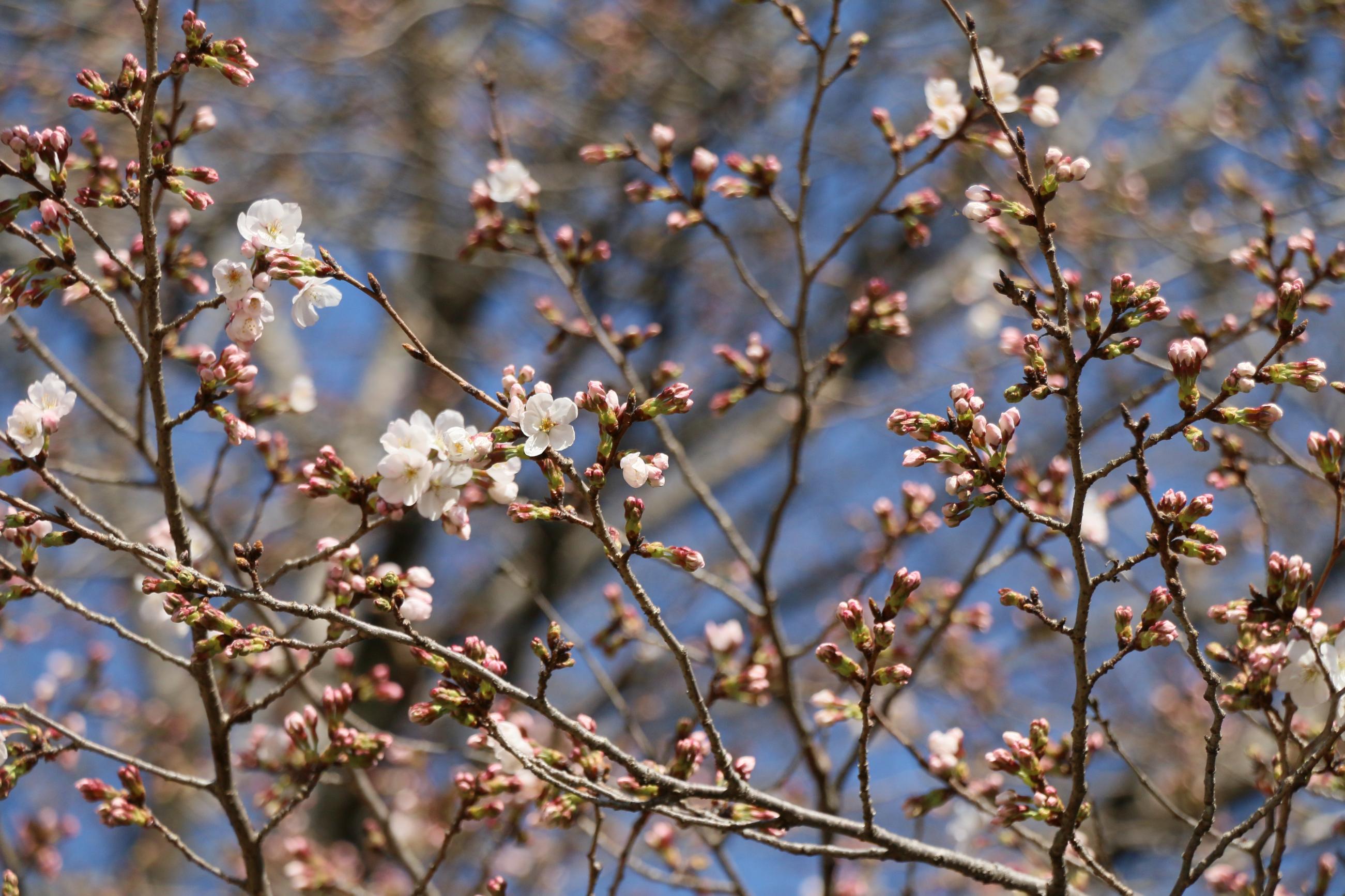 城址公園