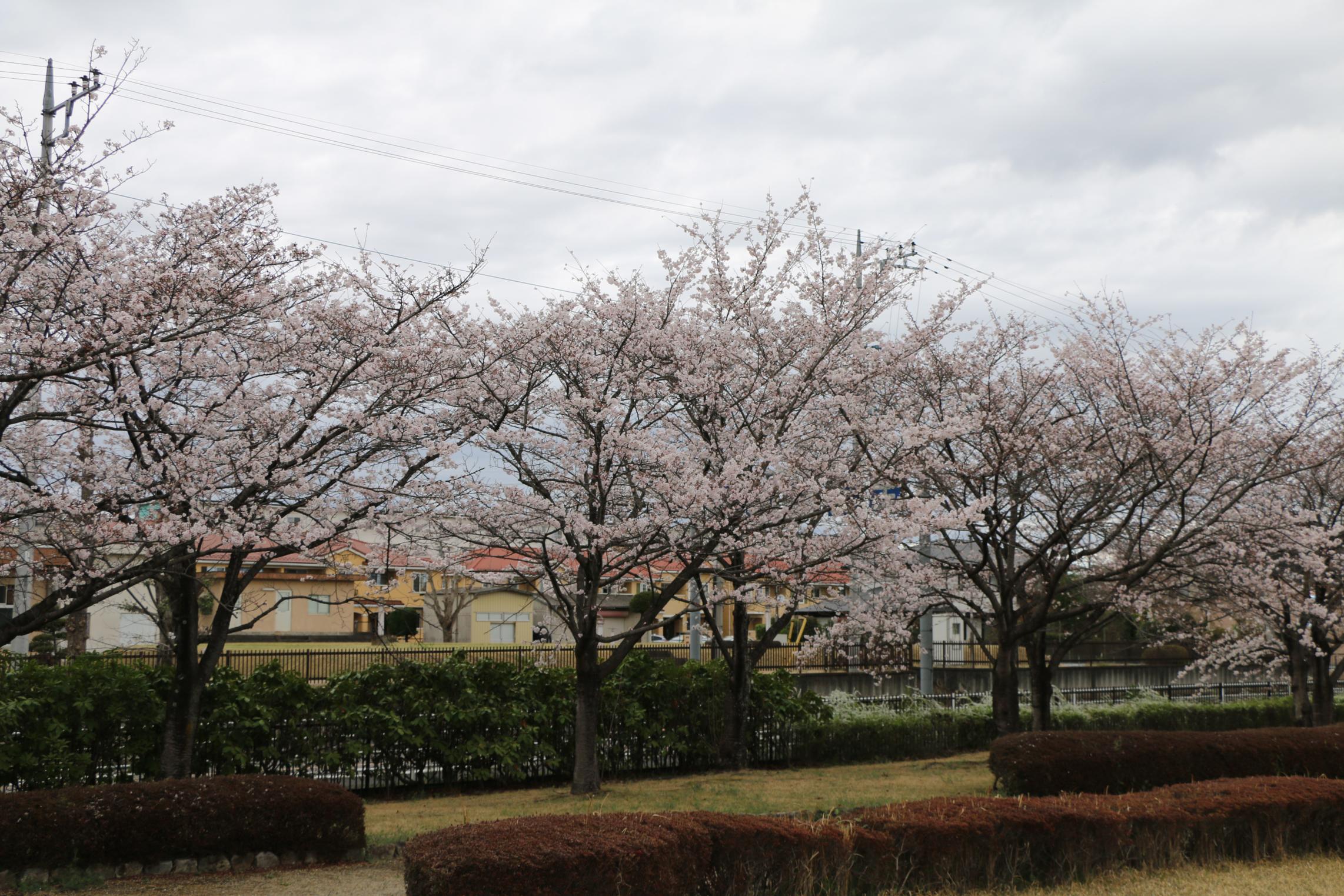 しらさぎ公園