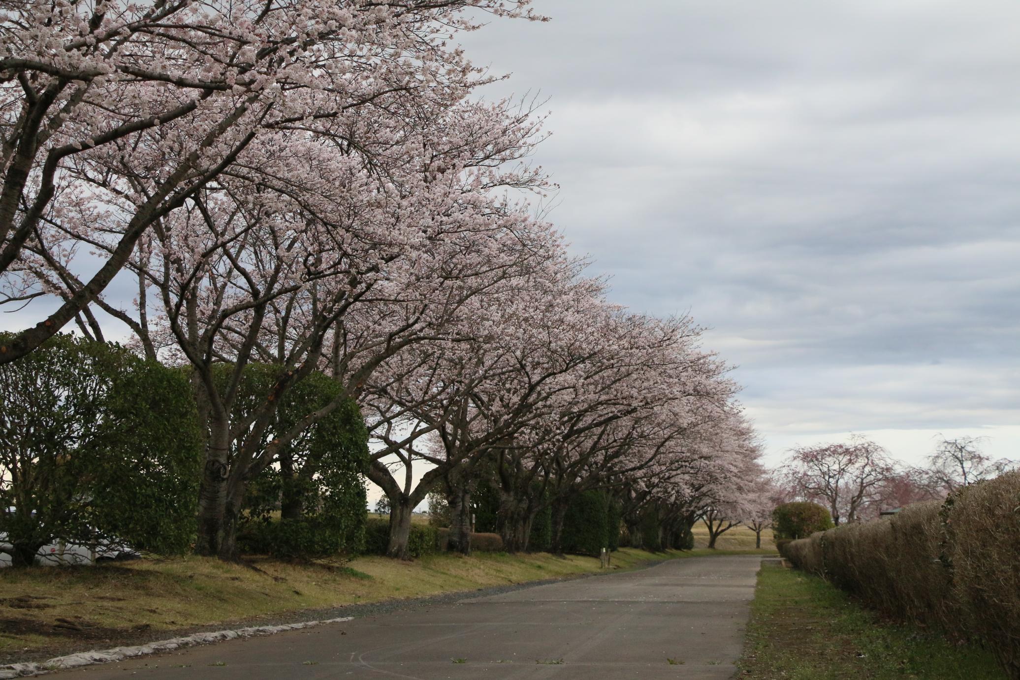 桃畑緑地公園