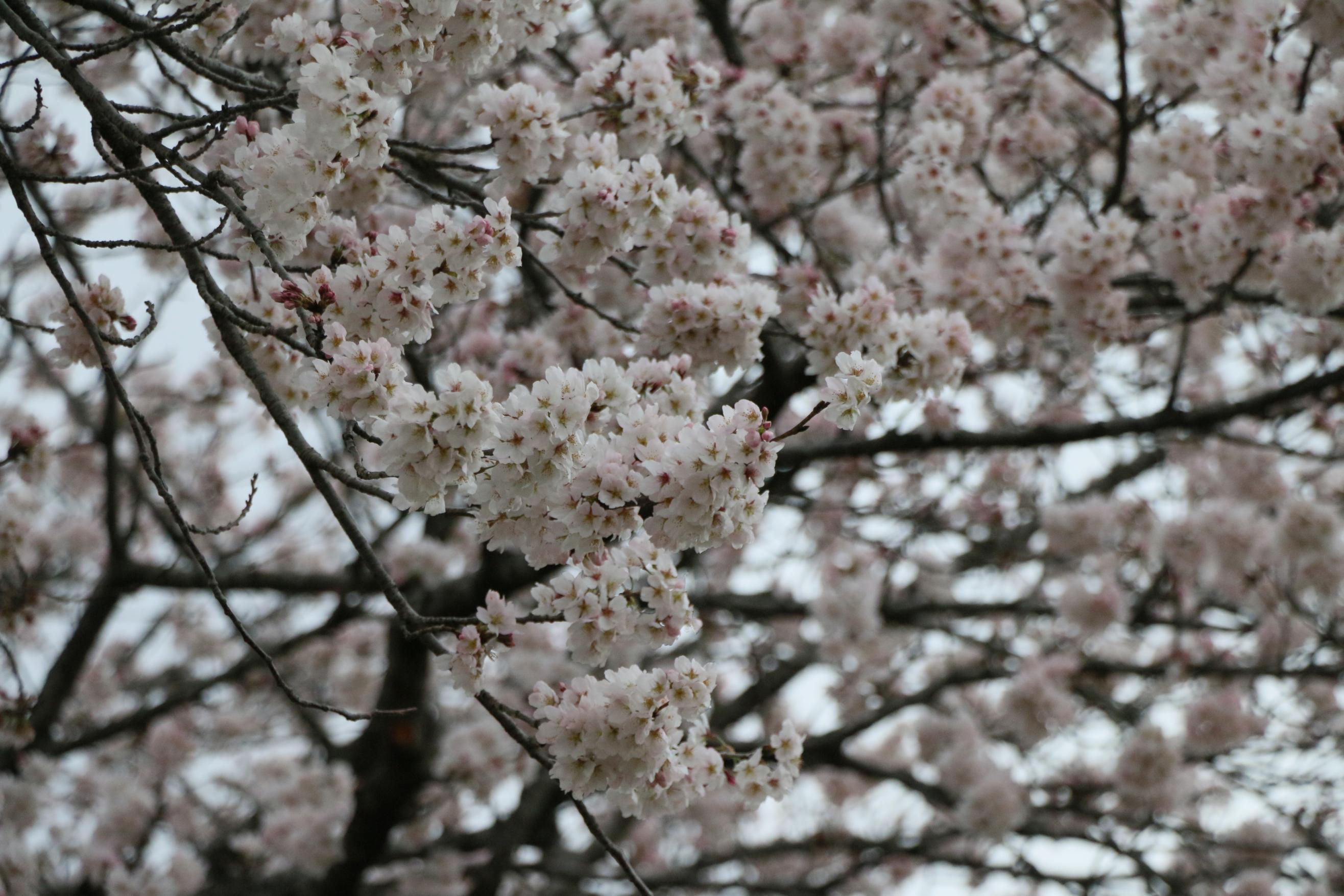 桃畑緑地公園