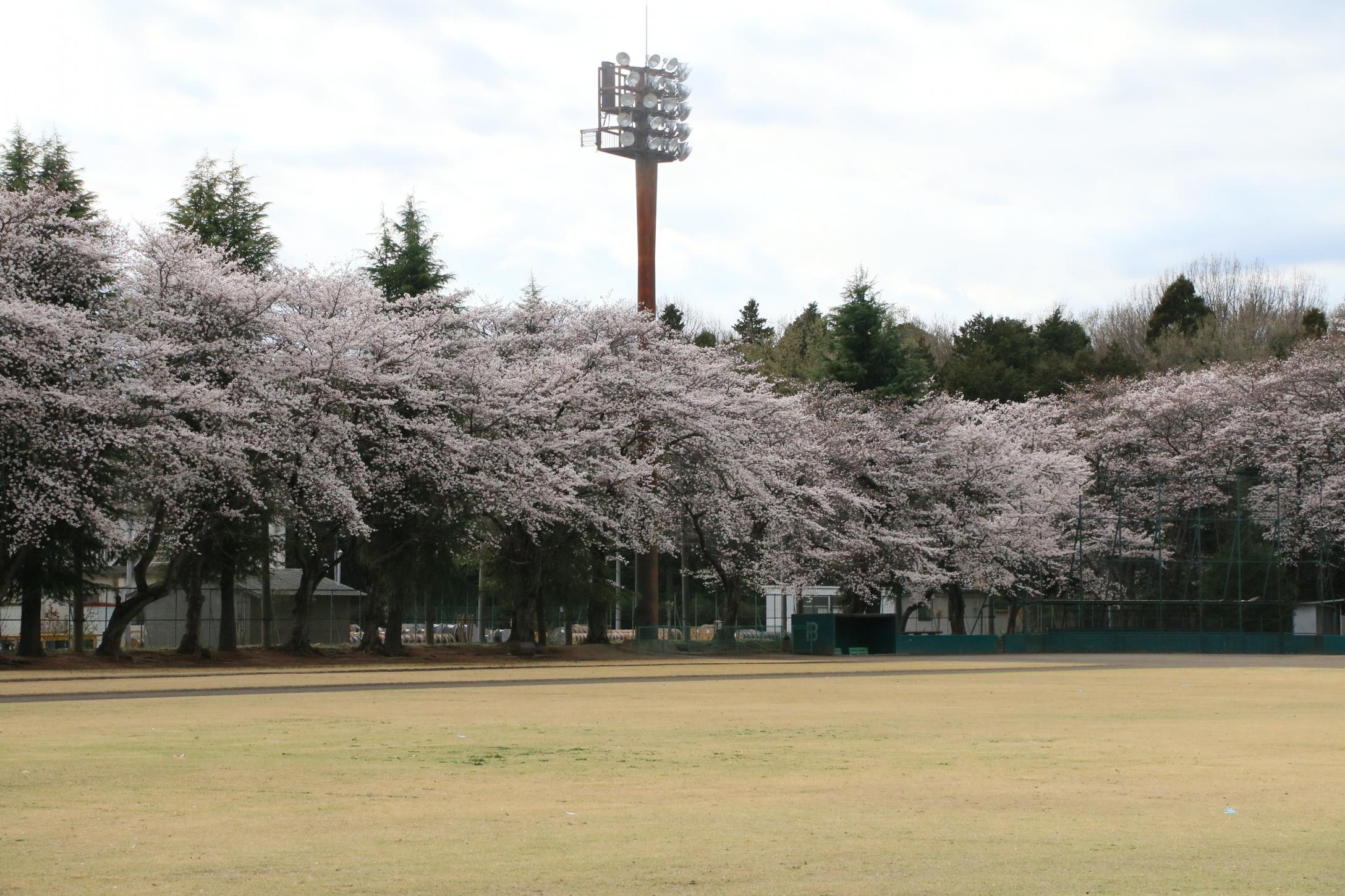 富士山公園 富士山公園