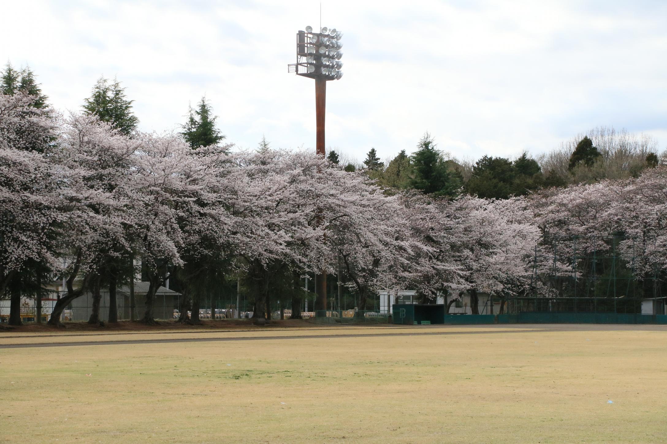 富士山公園