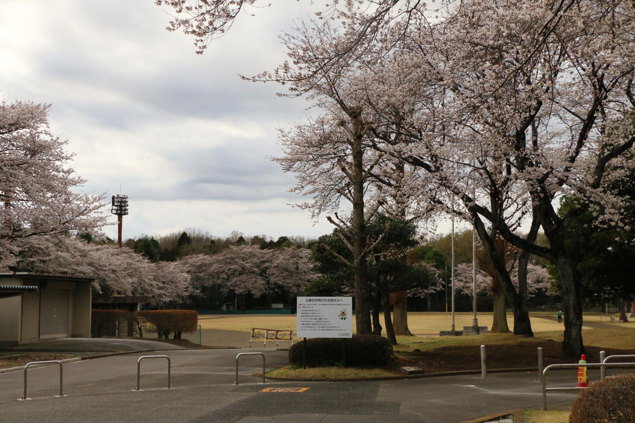 富士山公園 富士山公園