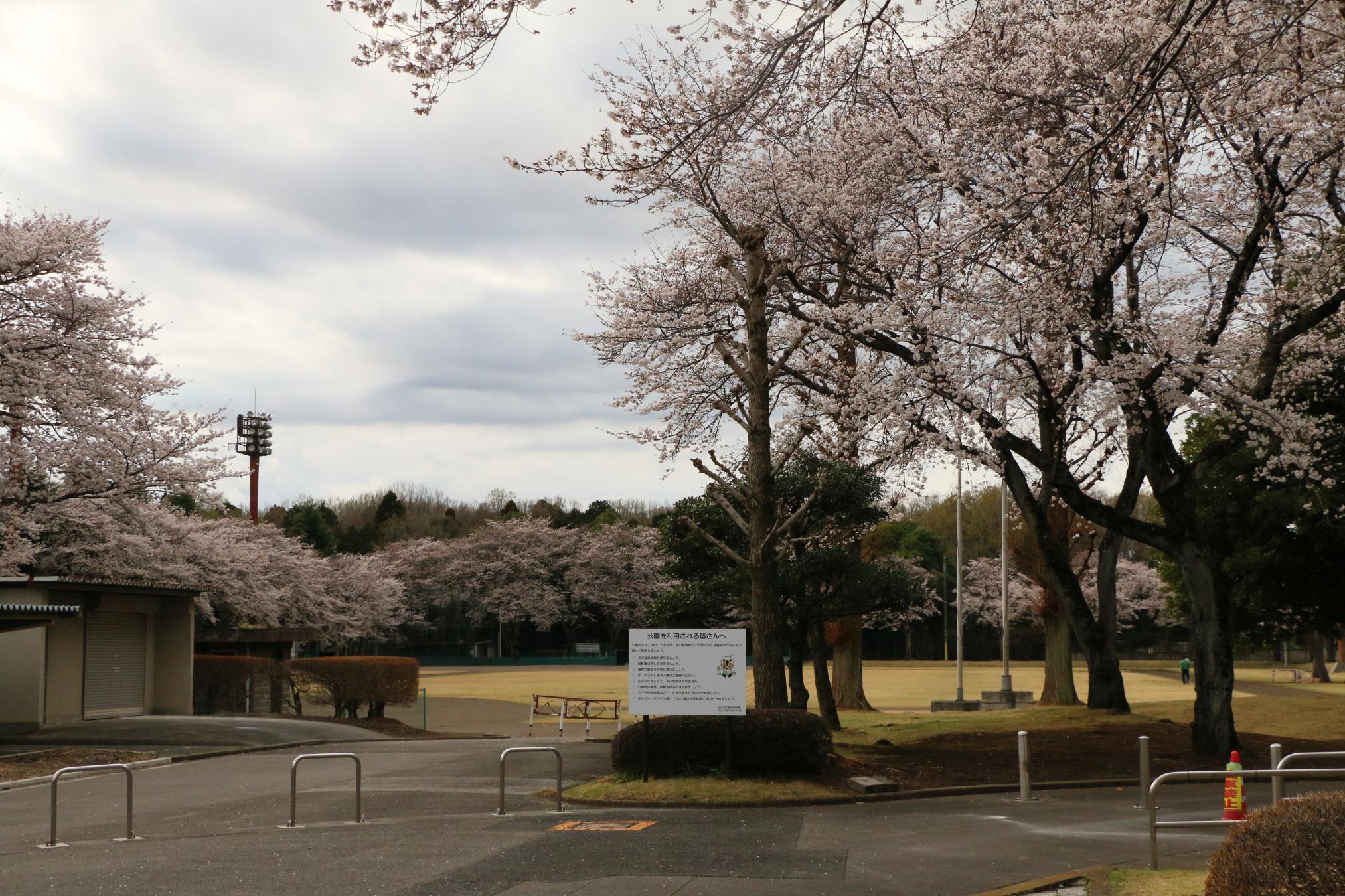 富士山公園