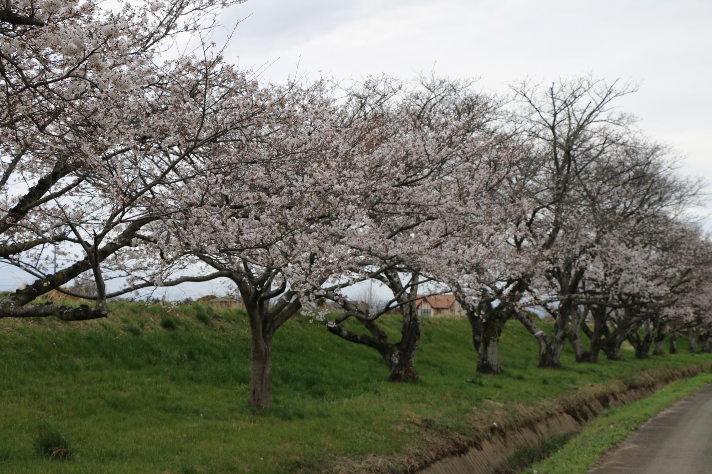 田川さくら堤