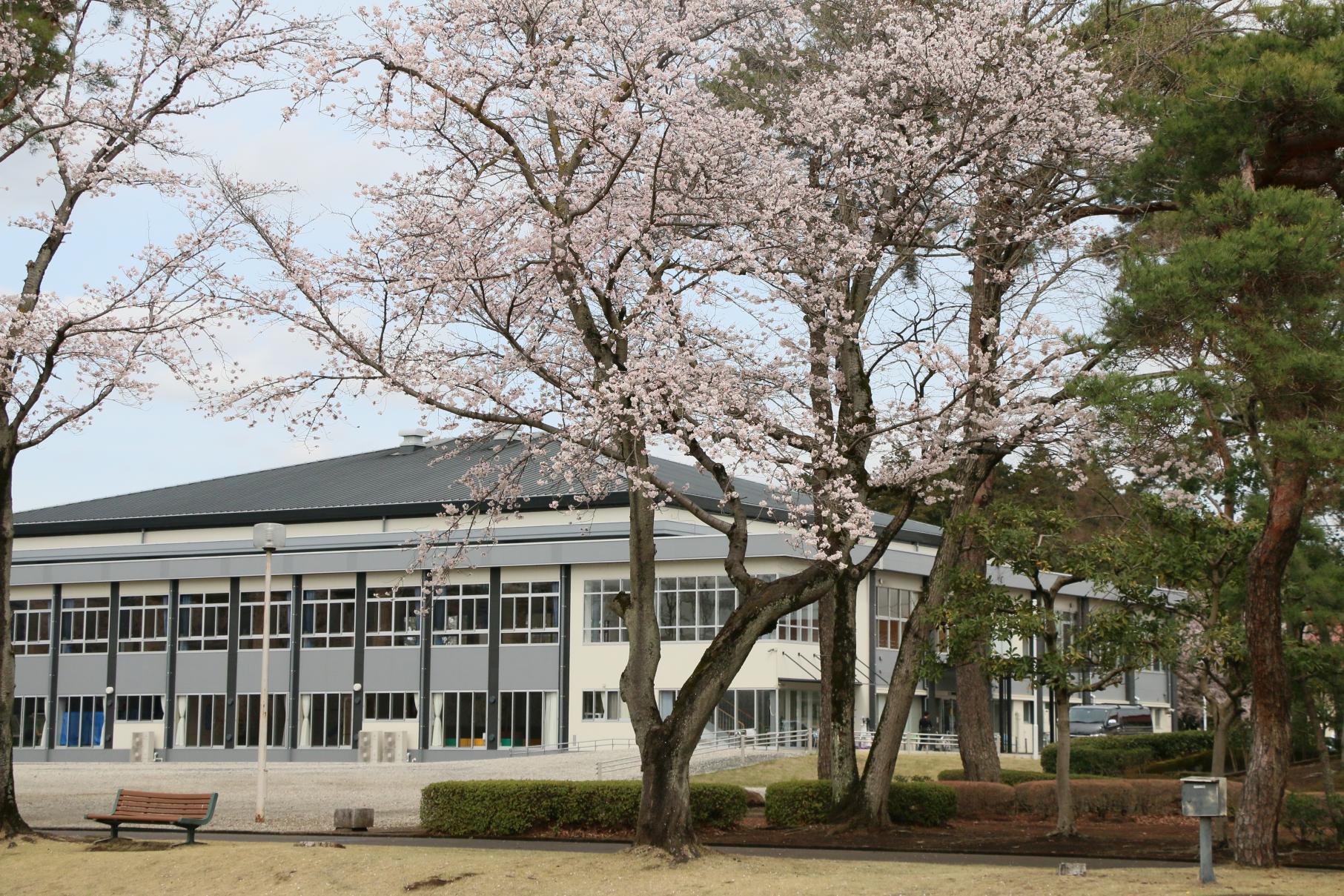 富士山公園 富士山公園