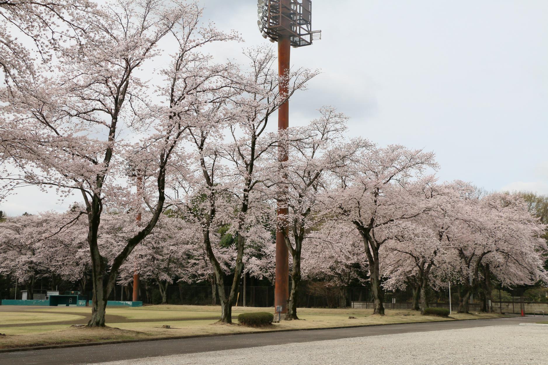 富士山公園 富士山公園