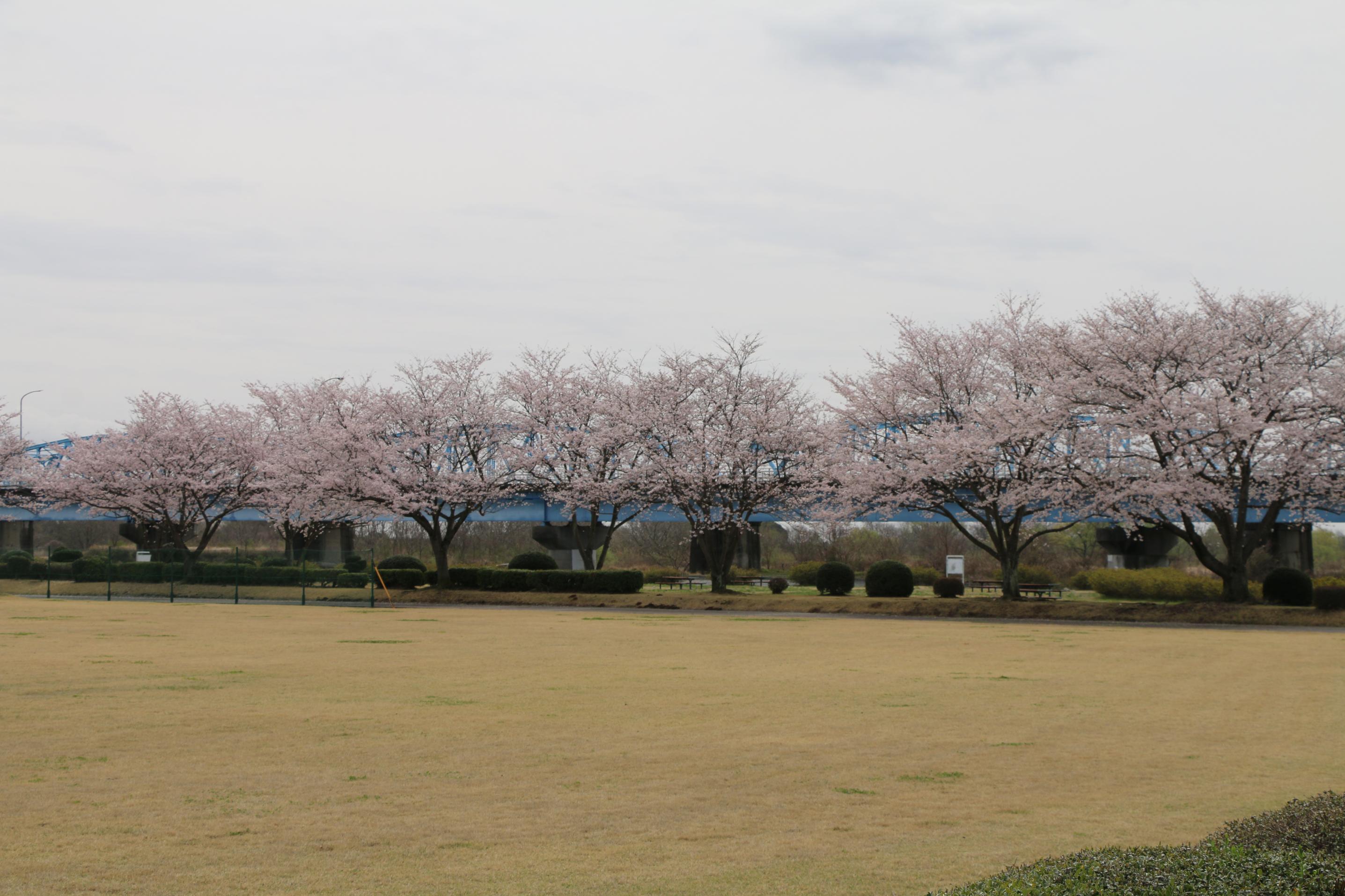 桃畑緑地公園