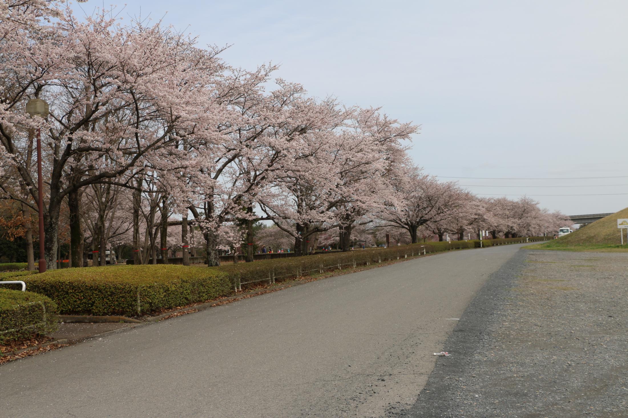 蓼沼親水公園