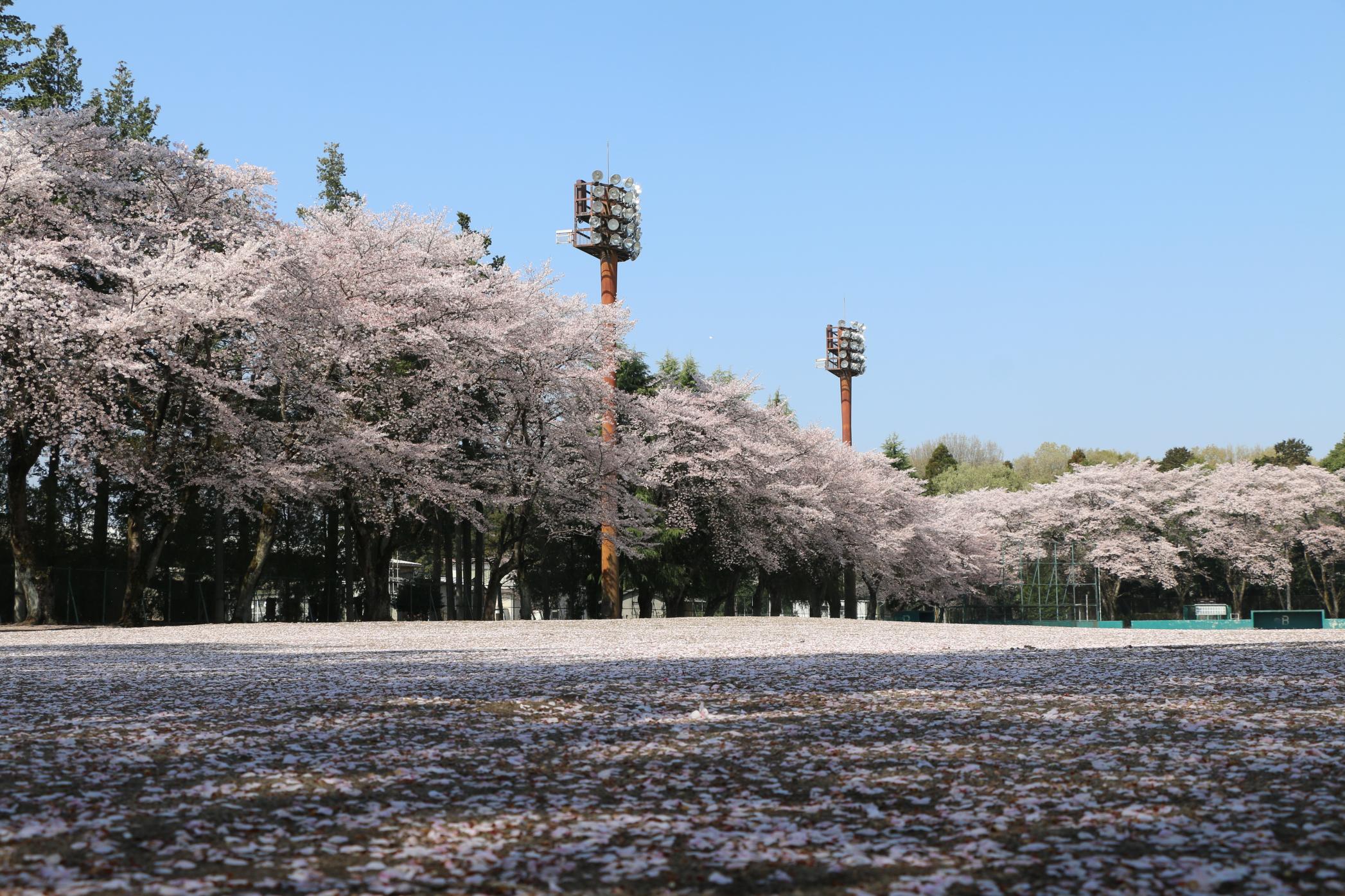 富士山公園