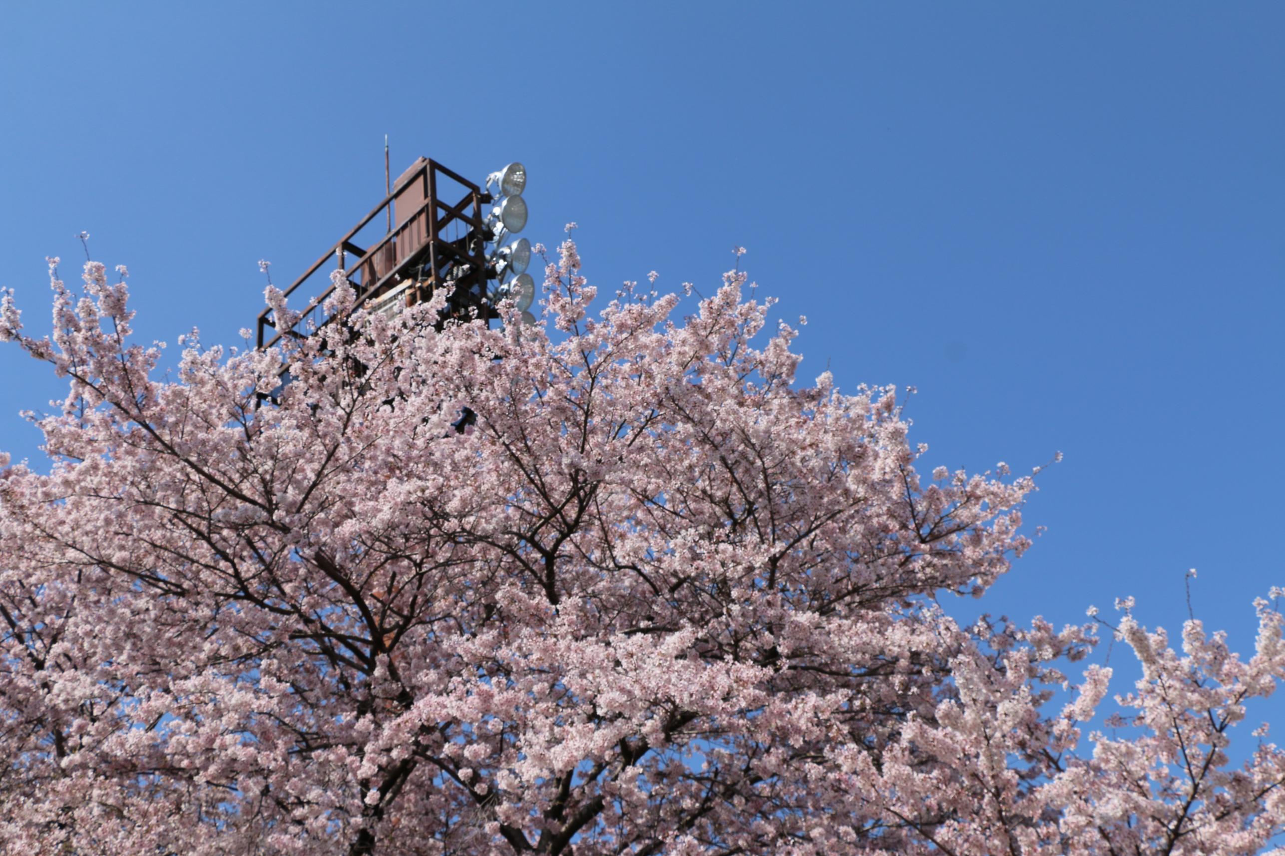 富士山公園