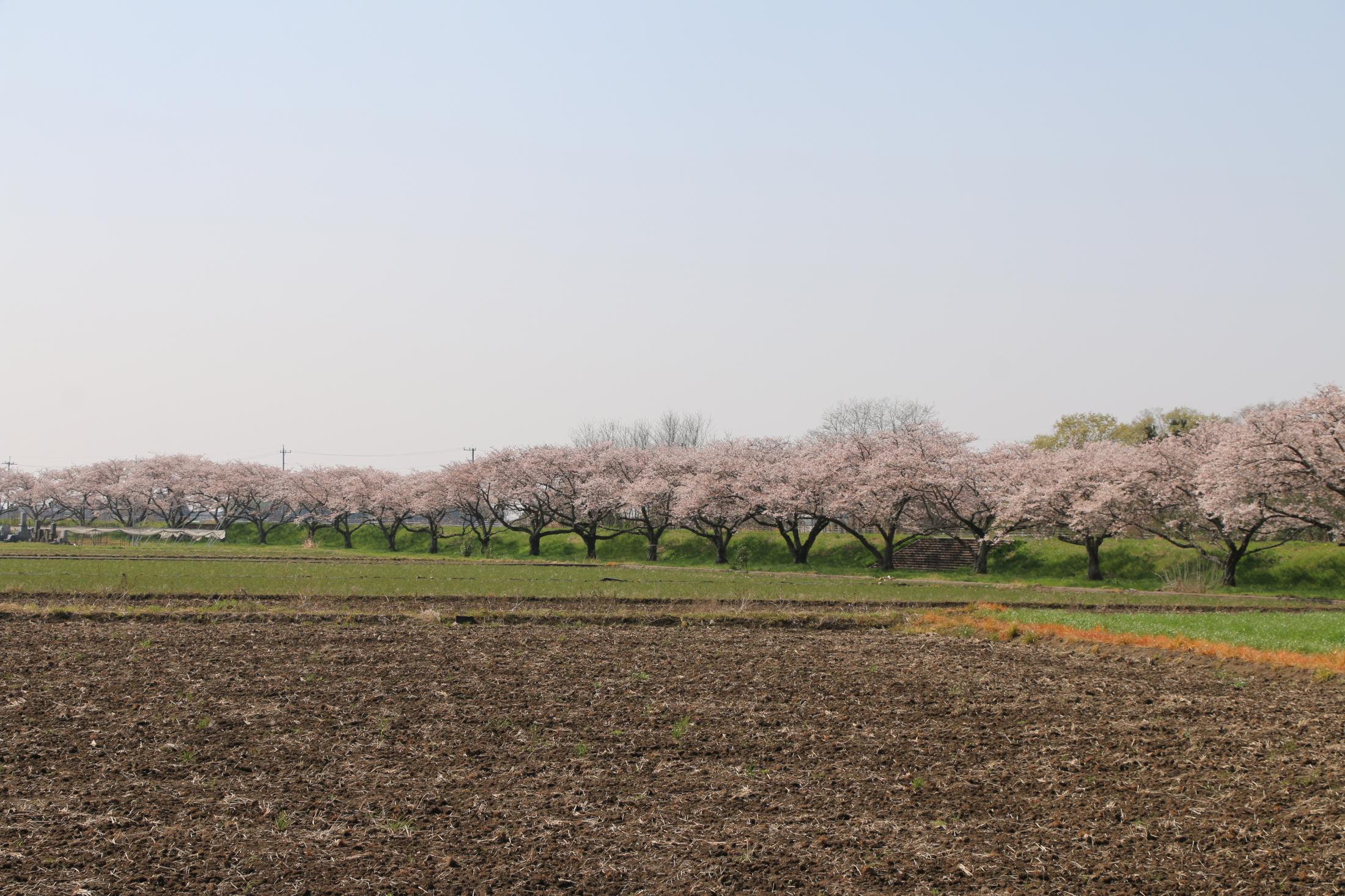 田川さくら堤