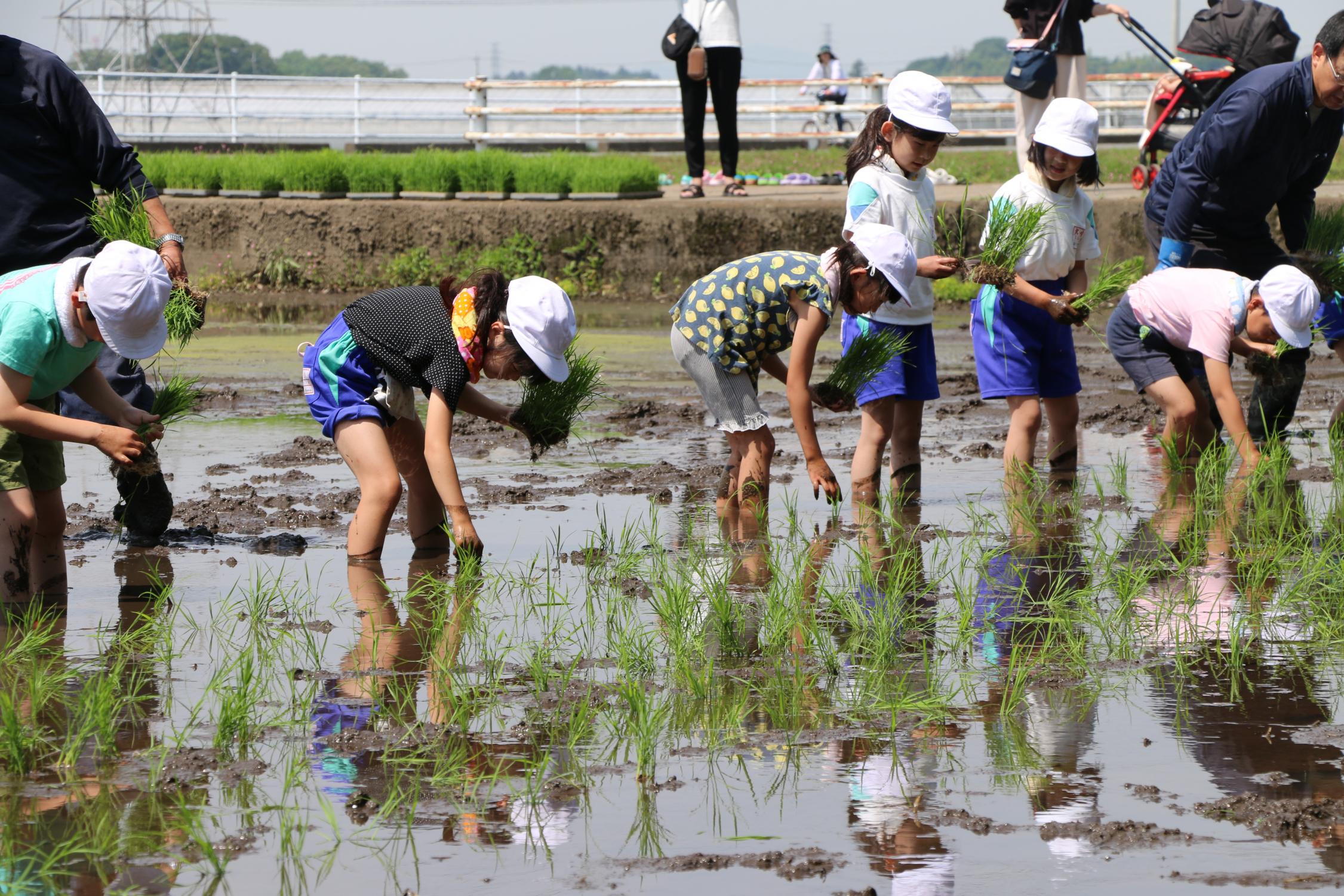 田植え