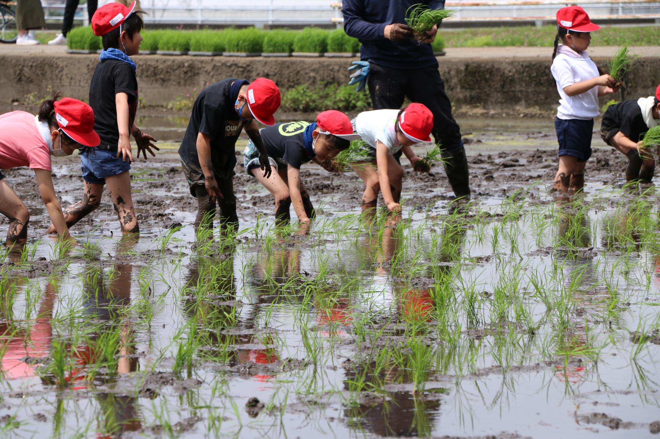 田植え