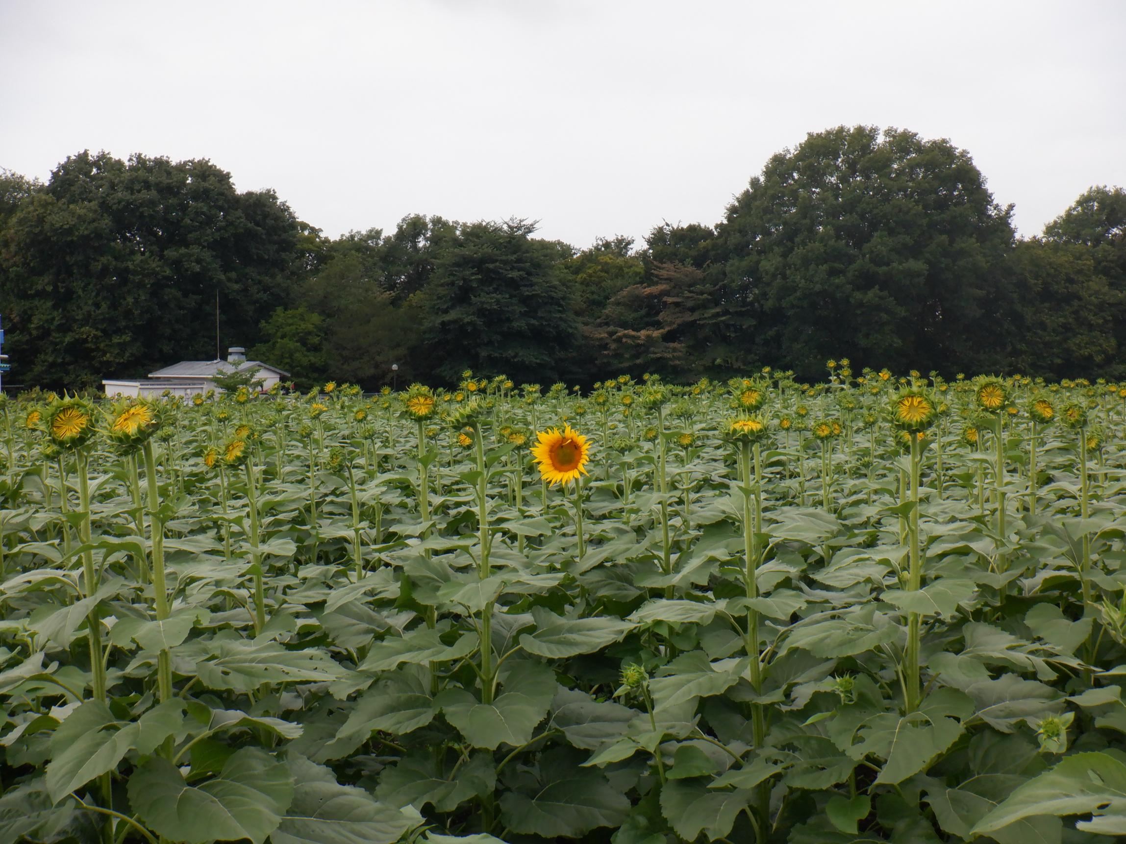 DSCF8479 DSCF8479