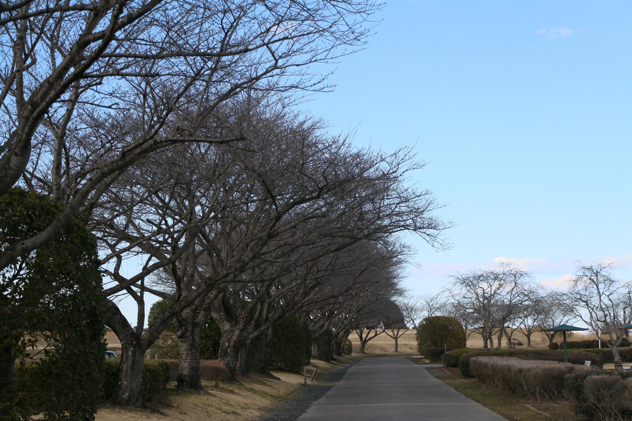 桃畑緑地公園