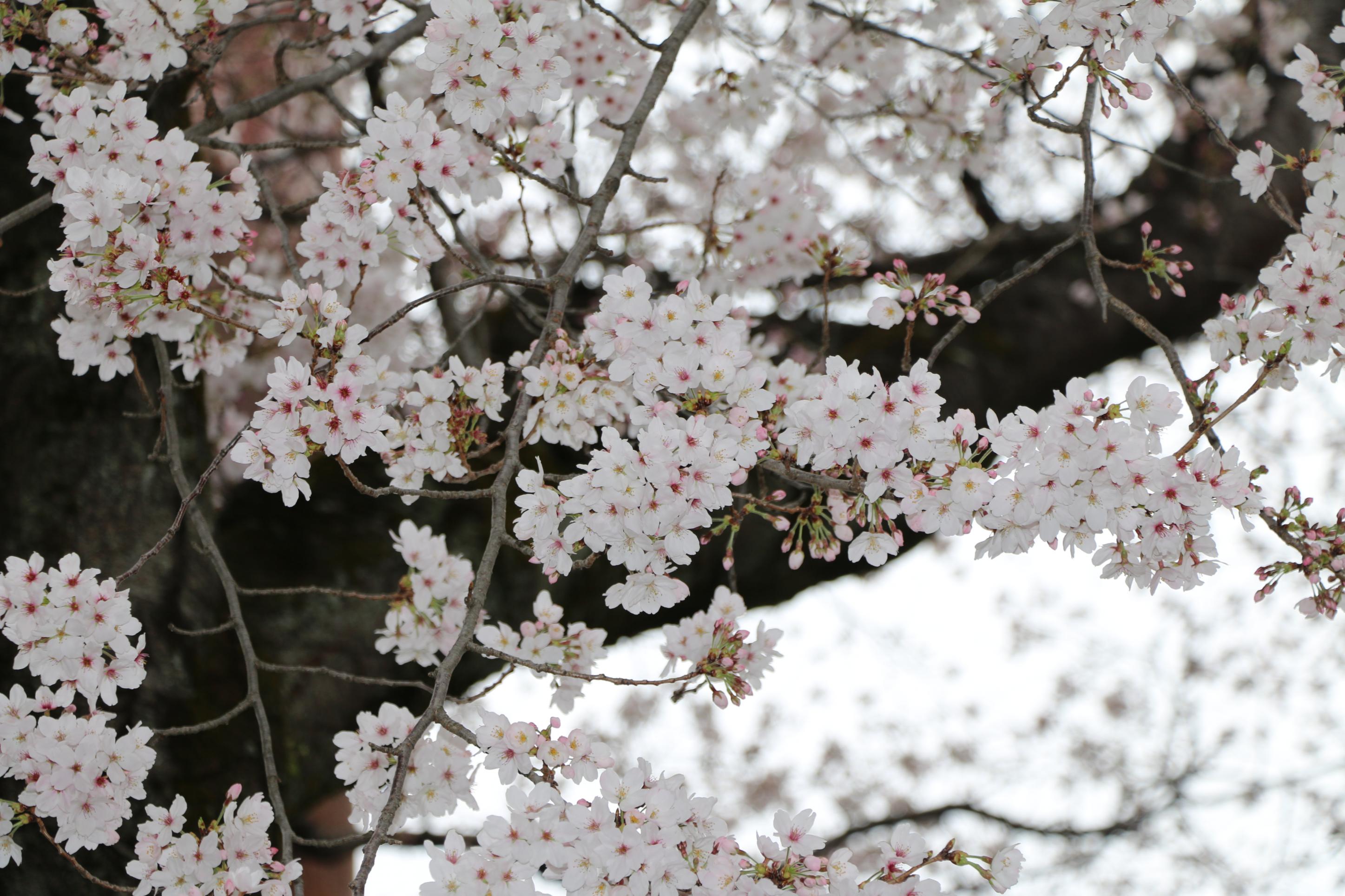 IMG_7393 IMG_7393
